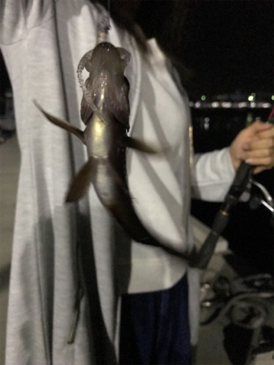 アジングは楽しいぞ！