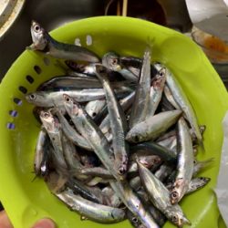 イワシ大漁