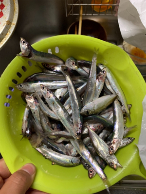イワシ大漁