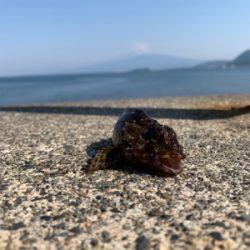 今季初オオモンハタ