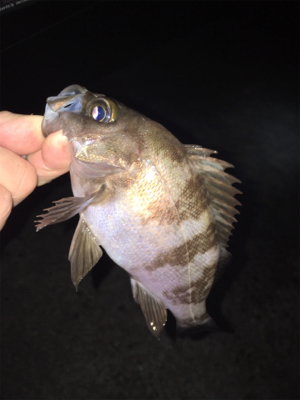 深夜のライトゲーム