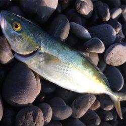 メジロを期待するも