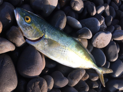 メジロを期待するも