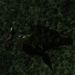 メバル。自己最高記録！