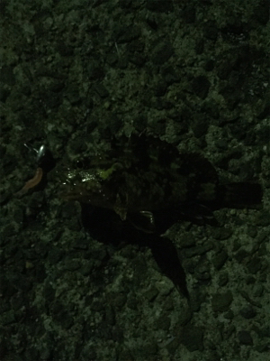 メバル。自己最高記録！