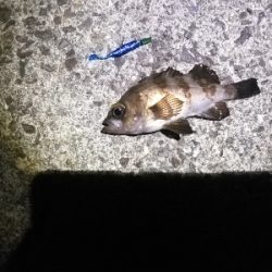 のんびりメバリング～