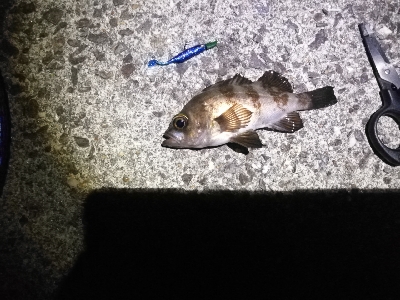 のんびりメバリング～