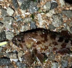 日課的メバリング 不意な大物