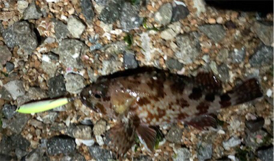 日課的メバリング 不意な大物