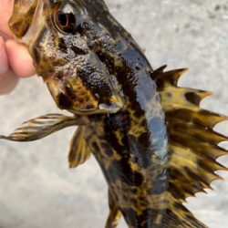 まさかのシーバス