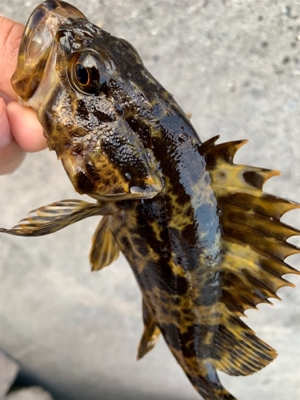 まさかのシーバス