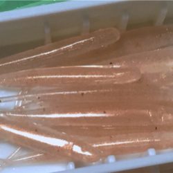 アジングで良型アジ！