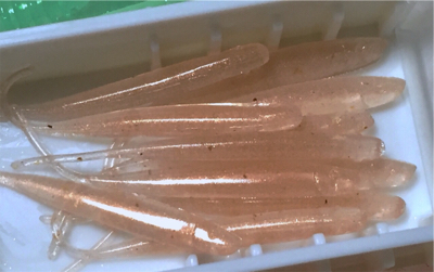 アジングで良型アジ！