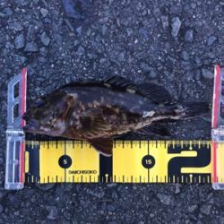 久しぶりに持ち帰りサイズのガシラGET (^.^)