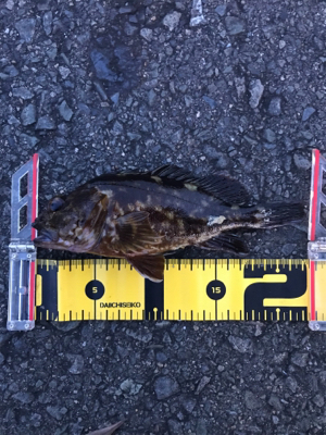 久しぶりに持ち帰りサイズのガシラGET (^.^)