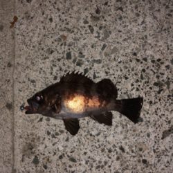 タモで∑(ﾟДﾟ)