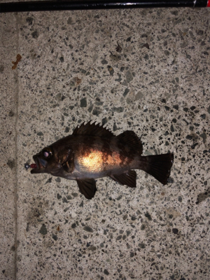 タモで∑(ﾟДﾟ)