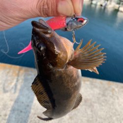 やっとホームでサゴシ♫と先日の淡路アブラメ