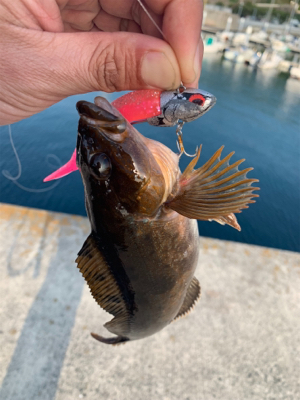 やっとホームでサゴシ♫と先日の淡路アブラメ