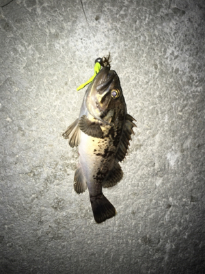 新規開拓のフィッシュ！！