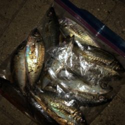 人生初のビッグシーバス！