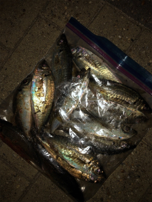 人生初のビッグシーバス！