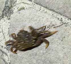 初めてカニ釣りました！