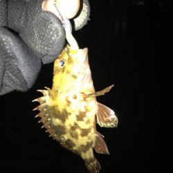 チビガシラのみσ(^_^;)