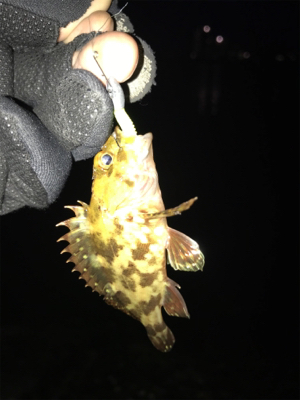 チビガシラのみσ(^_^;)