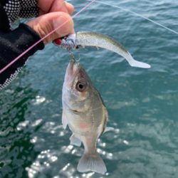 初キビレで三魚種達成♫&こつぶ楽チン♫