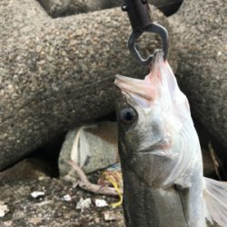 嬉しいイワシパターン♪