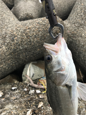 嬉しいイワシパターン♪