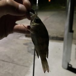 初大三島釣行①