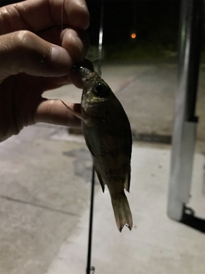 初大三島釣行①