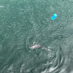 ボート釣りならず 泣