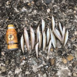 キス釣り楽しい！