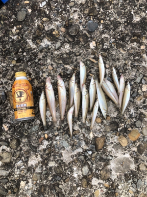 キス釣り楽しい！