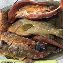 また出た!!モンスターアコウ!!マイボートで丹後タイラバ釣行