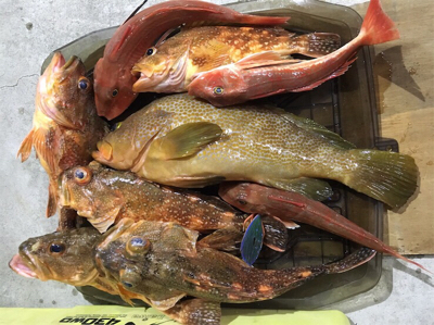 また出た!!モンスターアコウ!!マイボートで丹後タイラバ釣行