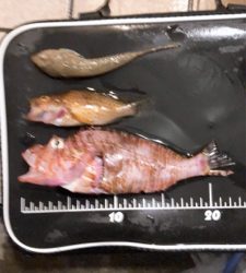 水族館で見たやつやんw