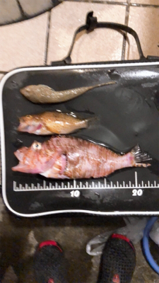 水族館で見たやつやんw