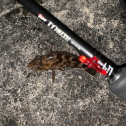 ロックフィッシュ ハタ調査