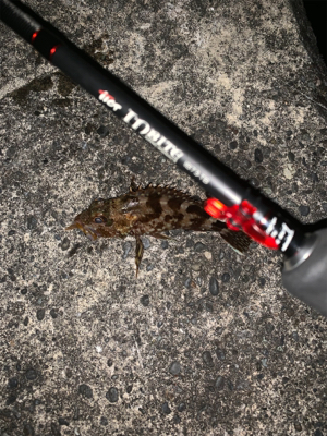 ロックフィッシュ ハタ調査