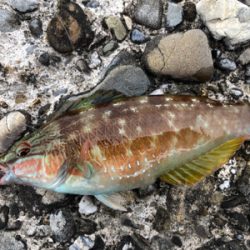 小学生以来の…