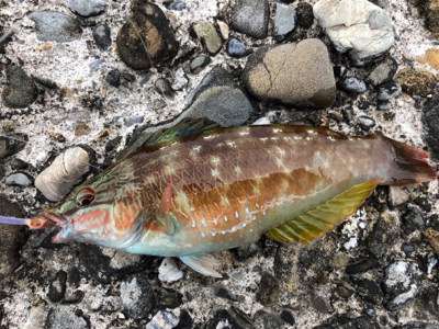 小学生以来の…