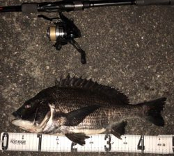 シーバス狙いなのに