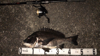 シーバス狙いなのに