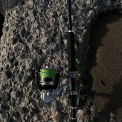 フラットフィッシュ釣果！