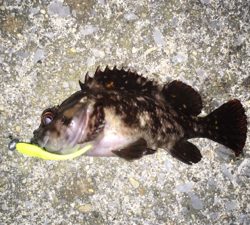 初松前フィッシュ！