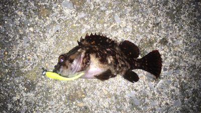 初松前フィッシュ！